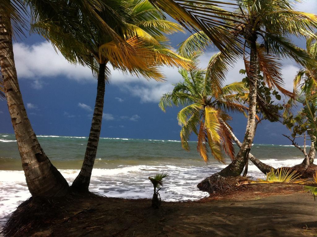 Morpheus Exotica Lodge Puerto Viejo de Talamanca Kültér fotó