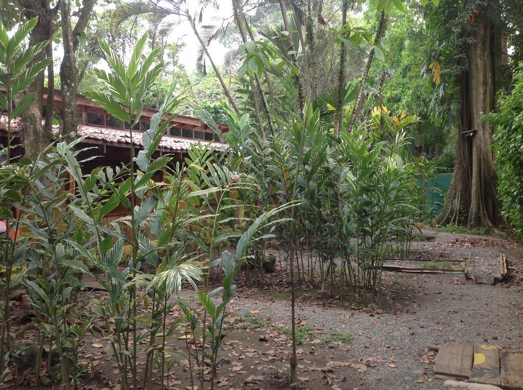 Morpheus Exotica Lodge Puerto Viejo de Talamanca Kültér fotó